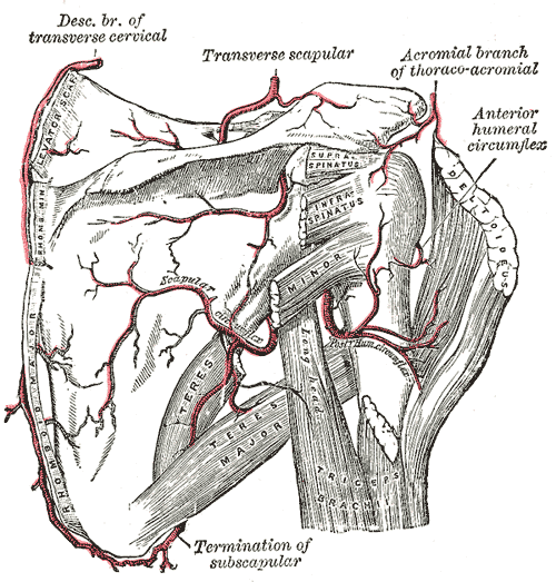 transverse scapular artery