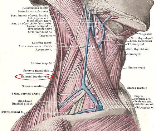 transverse vein of neck