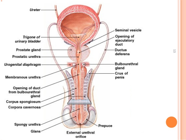 urethral gland