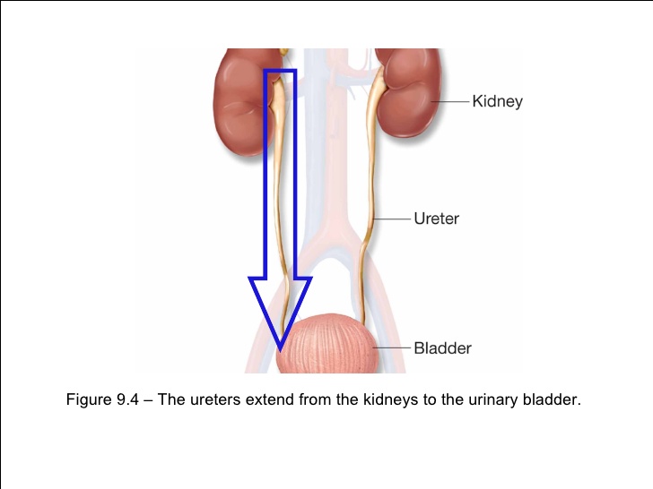 urethralgia