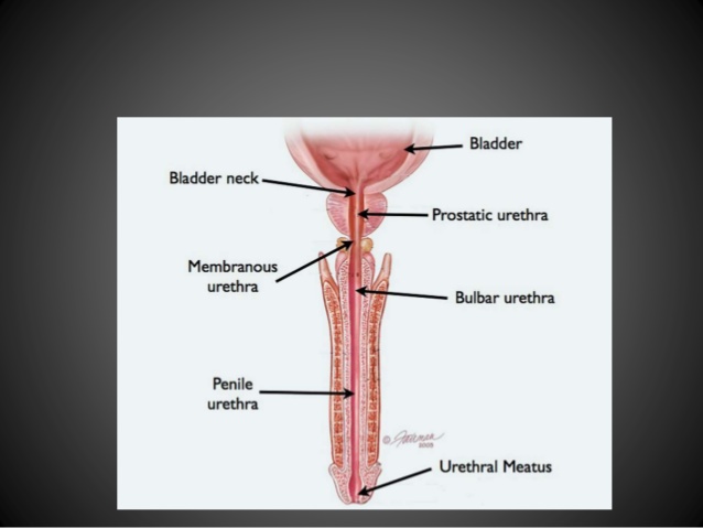 urethro-