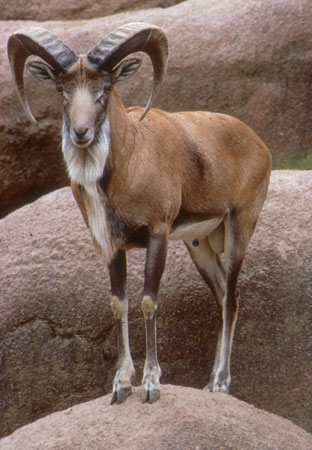 urial