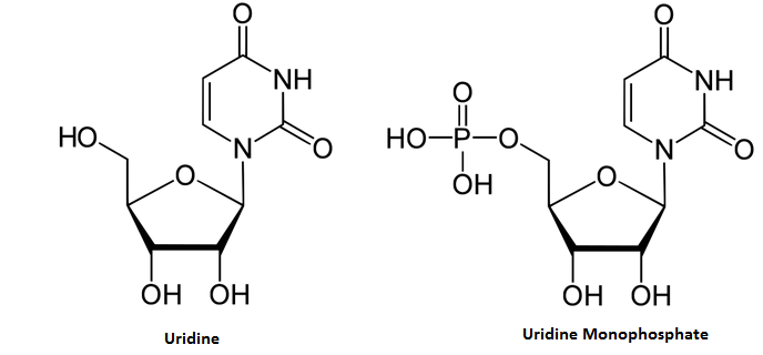 uridine phosphate