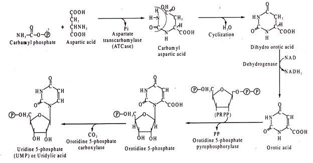 uridylic acid