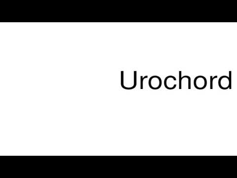 urochord