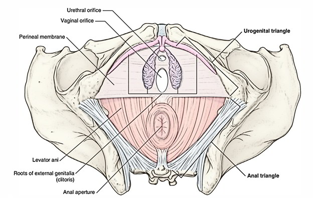 urogenital diaphragm