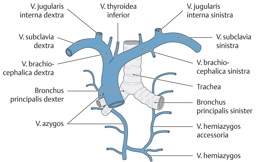 Внутренняя вена латынь. Вена азигос анатомия. V. brachiocephalica Dextra. Непарная Вена анатомия. Плечеголовная Вена анатомия.