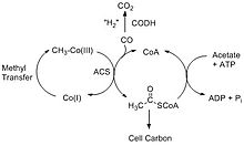 acetyl-coa synthetase