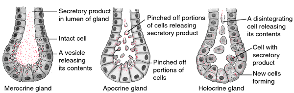 acinotubular gland