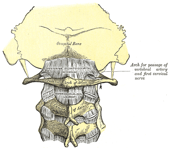atlanto-occipital membrane