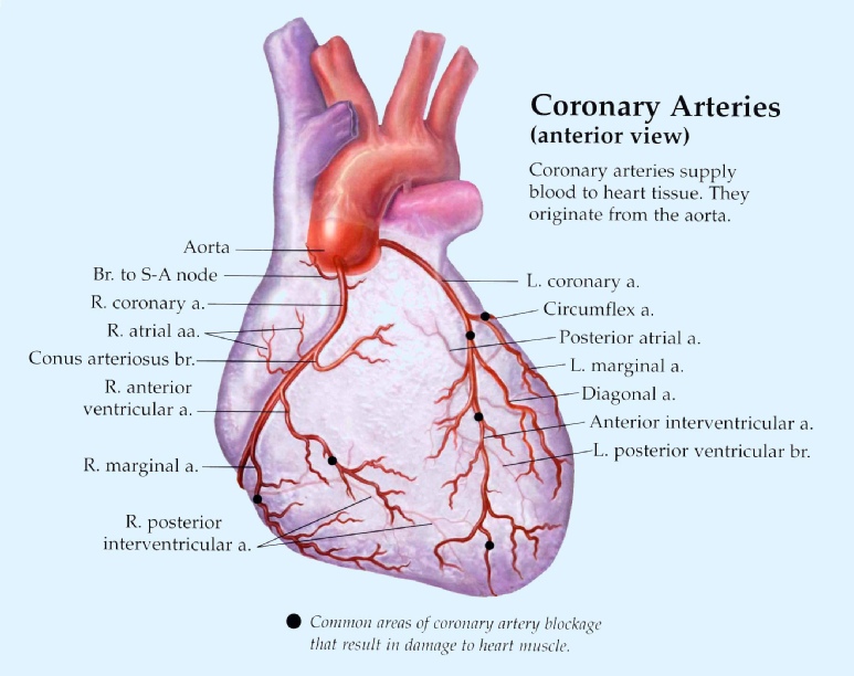 atrial artery
