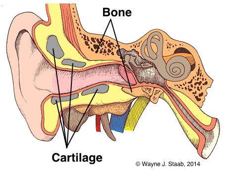 auditory cartilage