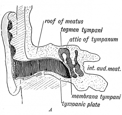 auditory pit