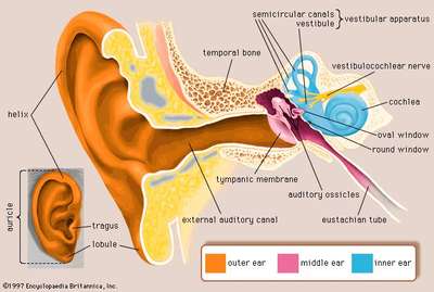 auditory tube