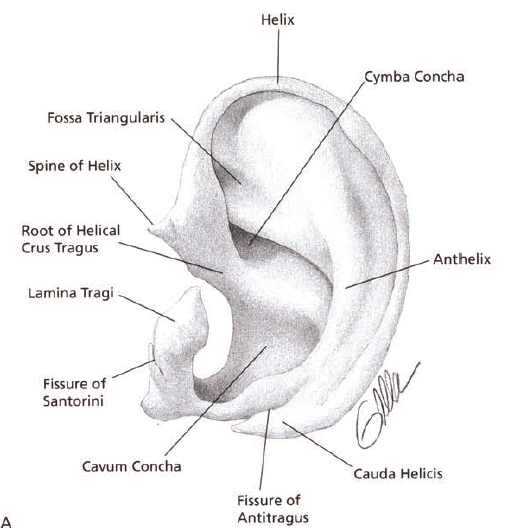 auricular fissure – Liberal Dictionary