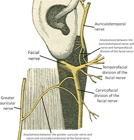 auriculotemporal nerve