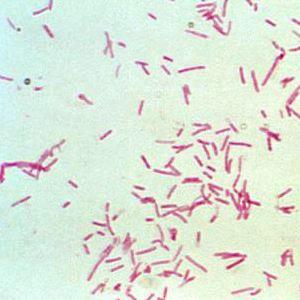 bacteroides capillosus