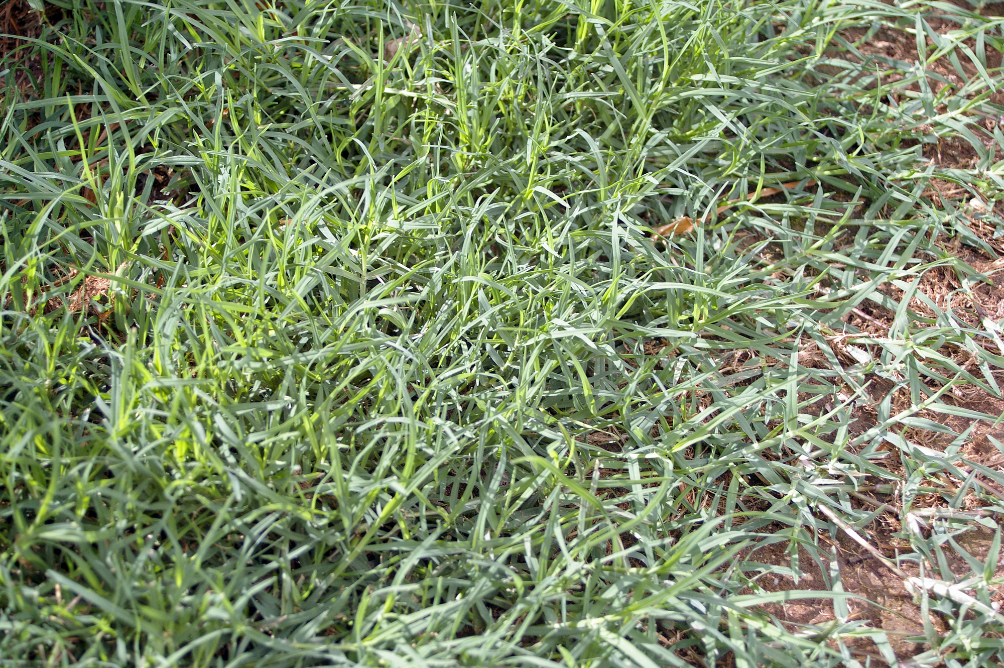 bahama grass