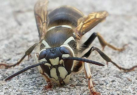 bald-faced hornet