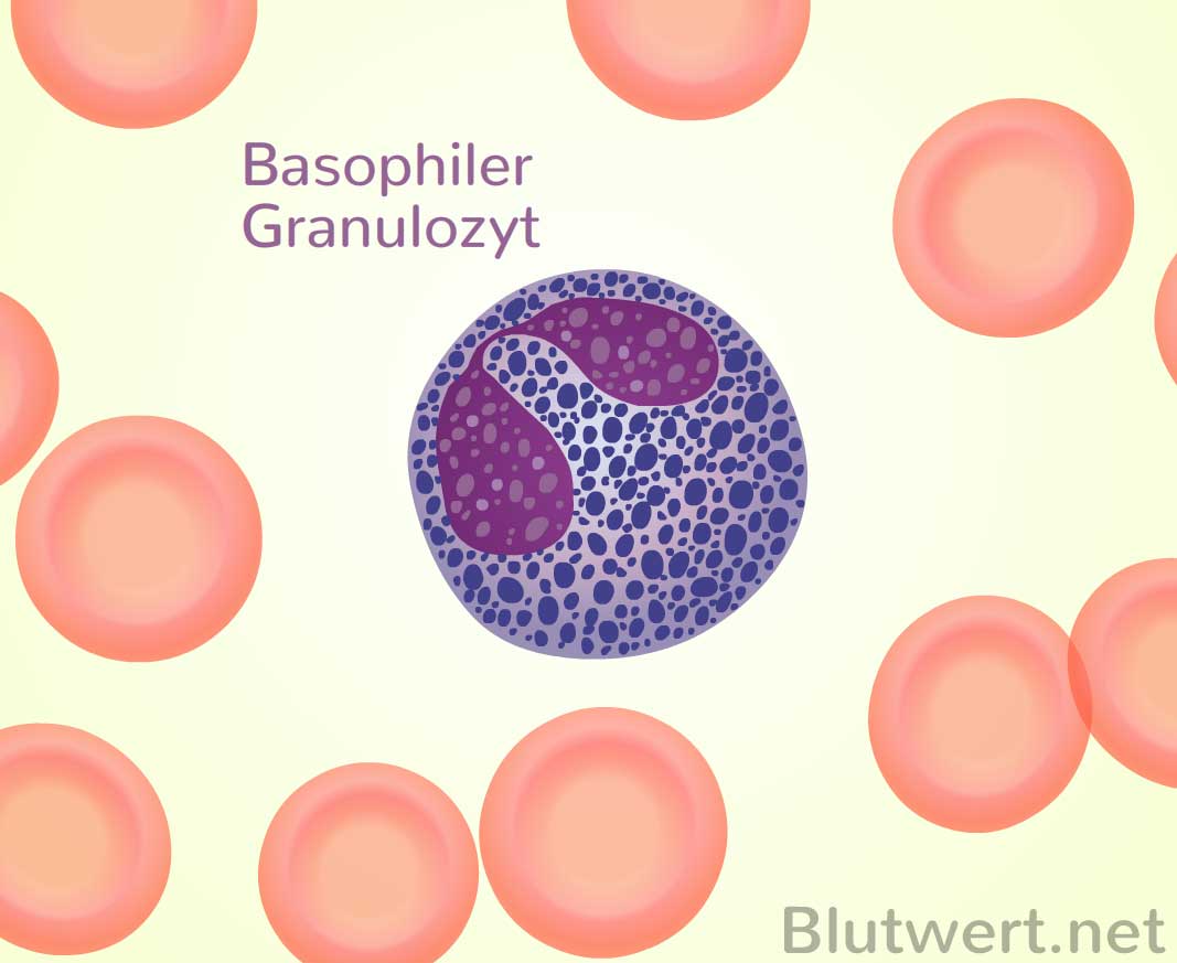 Blutwert Basophile