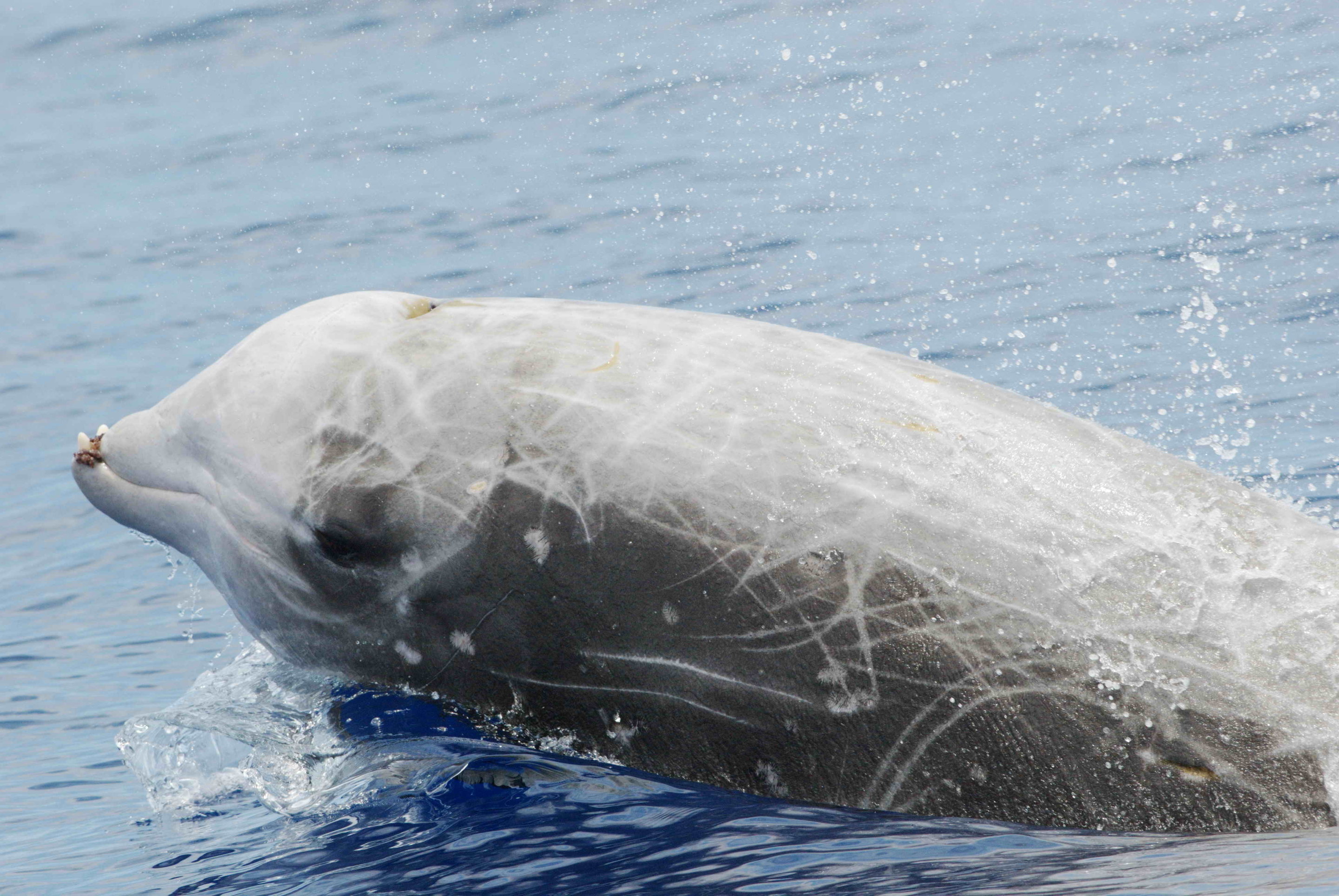 Beaked whale. Credit: Bahamas Marine Mammal Research Organization