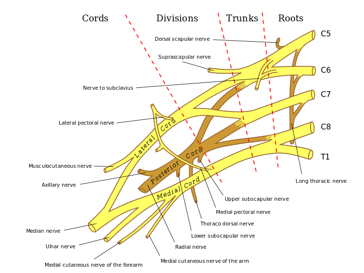 brachial plexus