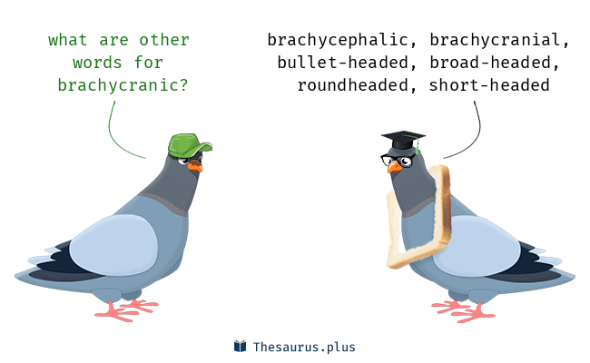 brachycranic