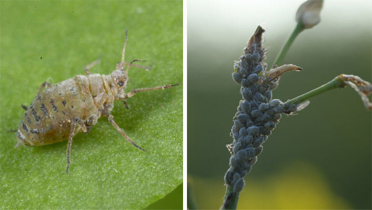 cabbage aphid
