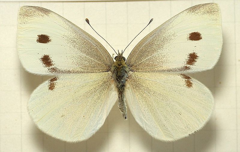 cabbage moth