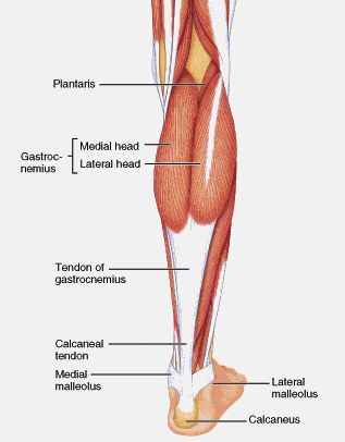 calcanean tendon