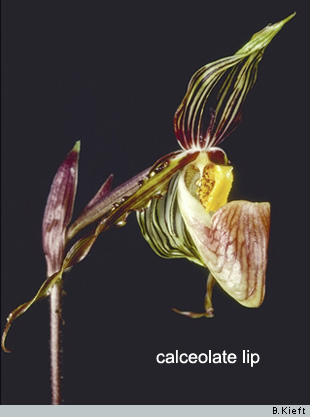 calceolate