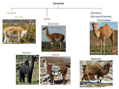 camelid