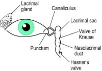 canaliculus