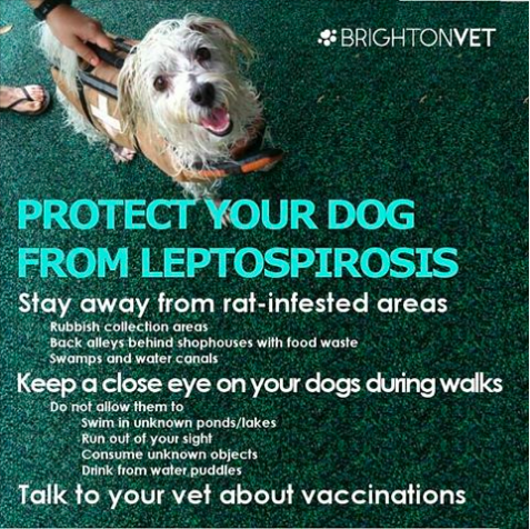 canine leptospirosis