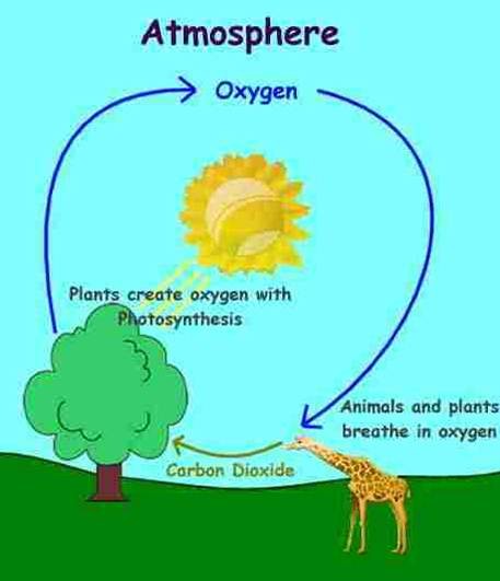 carbon dioxide cycle