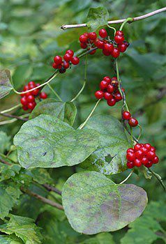 Moonseed | Carolina Moonseed, Cocculus carolinus, ripe berries & leaves