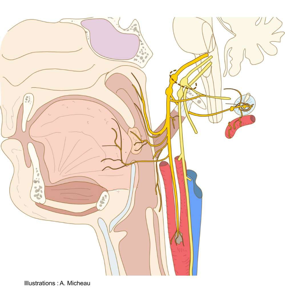 Языкоглоточный блуждающий нерв. Ход nervus glossopharyngeus. Ядра nervus glossopharyngeus. Языкоглоточный нерв анатомия. Языкоглоточный нерв и блуждающий нерв.