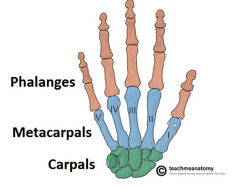 Fig 1 – Overview of the bones of the hand.