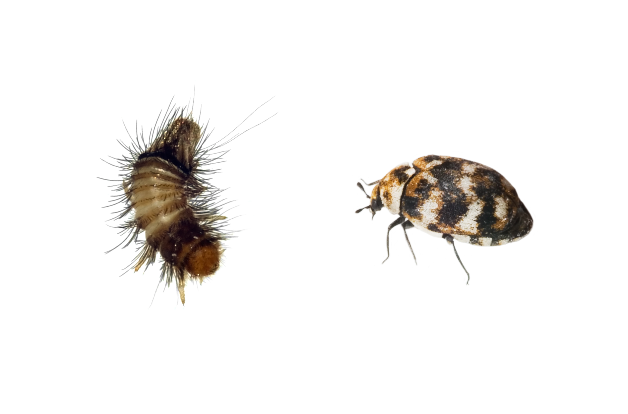 carpet beetle – Liberal Dictionary