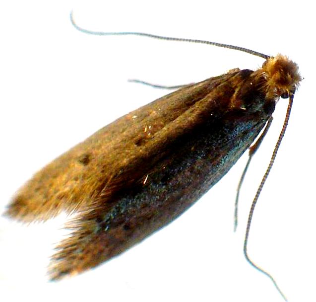 carpet moth – Liberal Dictionary