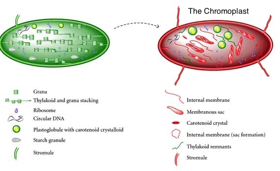 chromoplast