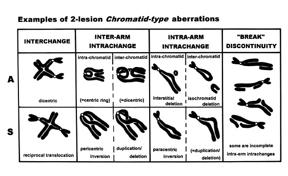 chromosomal aberration