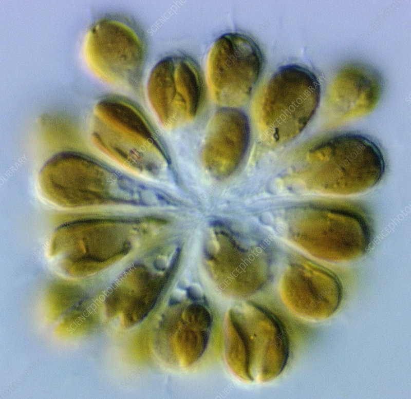 chrysophyte