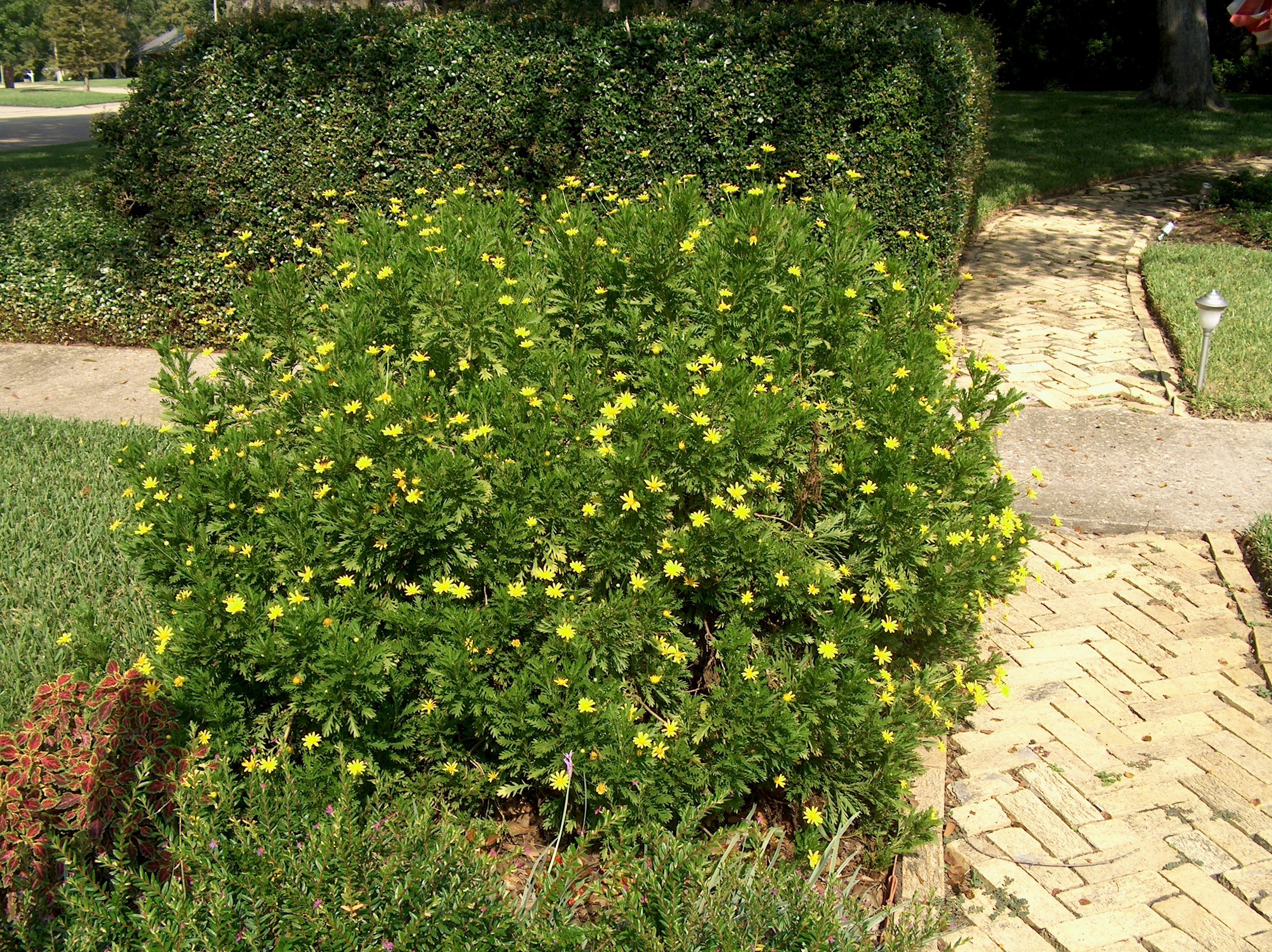 daisy bush