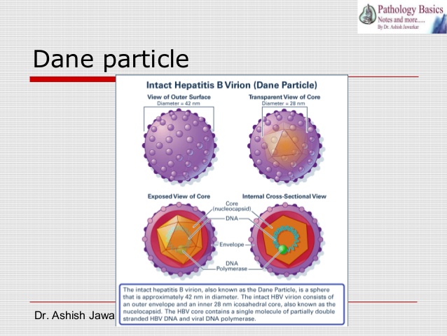 dane particle