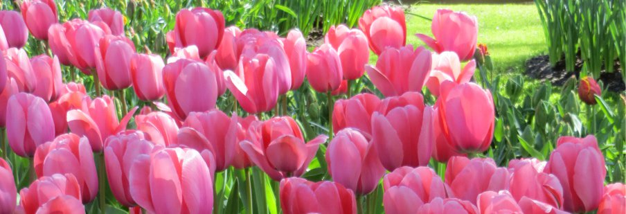 darwin tulip