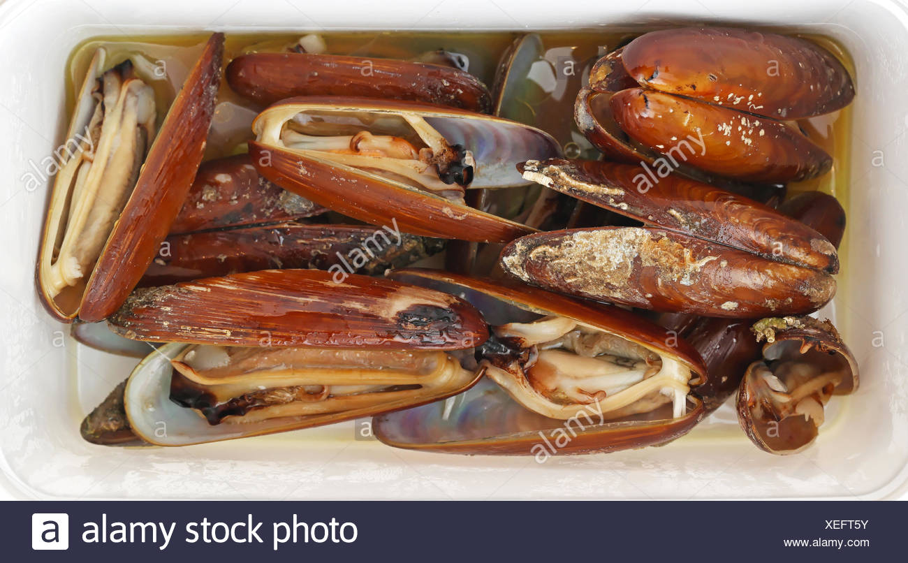 date mussel