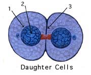 daughter cell
