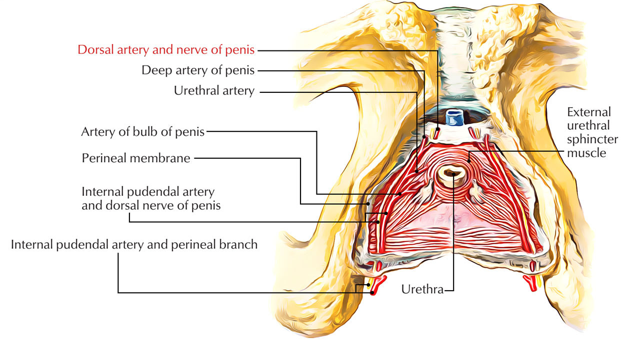 deep artery of clitoris.