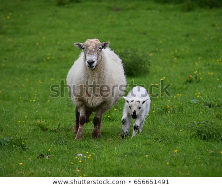ewe lamb